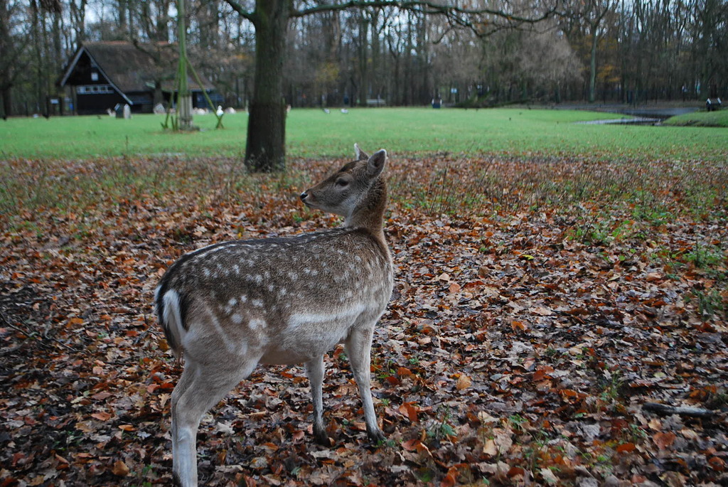 Leidse Hout 8-12-13 079 - 