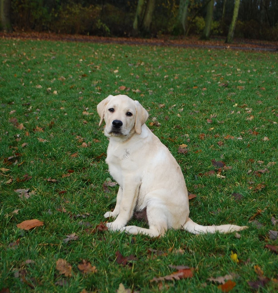 Leidse Hout 8-12-13 021 - 