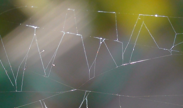 spider web Picture Box