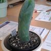 Trichocereus - Cactus