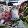 Stapelia hirsuta decemberbl... - cactus