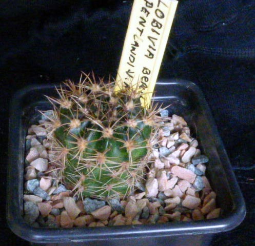 Lobivia pentlandi.v.aurantica jk477. 04.jpg2 cactus
