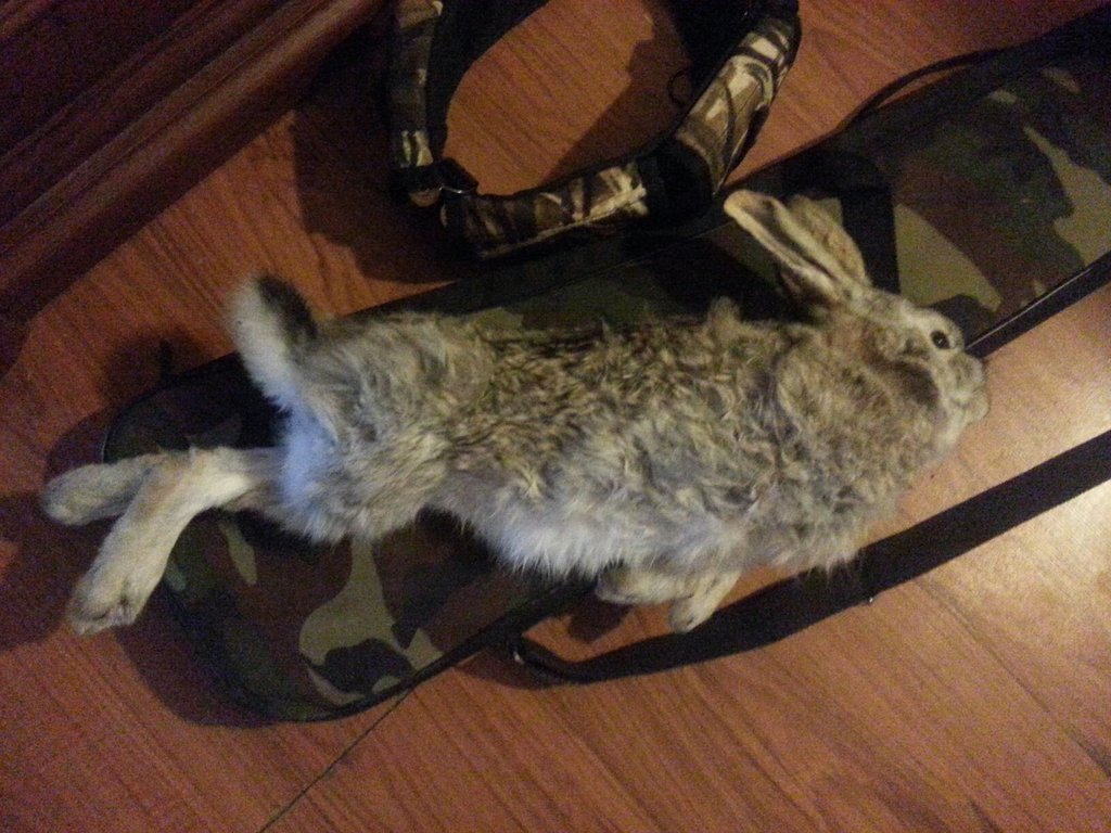 1492307 778130628869036 1961520720 o - 