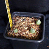 conophytum blandum 002a - cactus