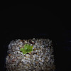Aeonium webii 001a - cactus