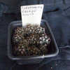 Cqryphanta georgii 015a - cactus