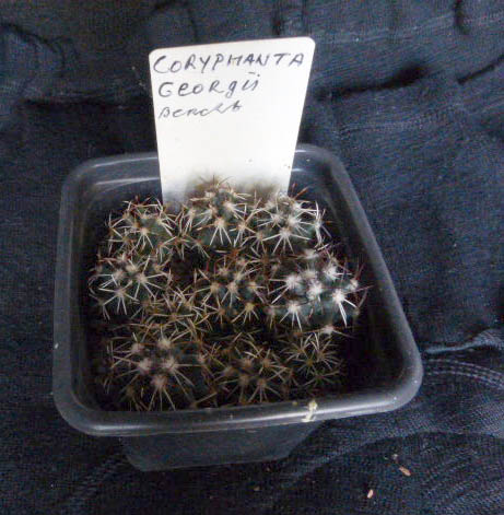 Cqryphanta georgii 015a cactus