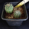 Echinopsis bridgissi var  c... - cactus