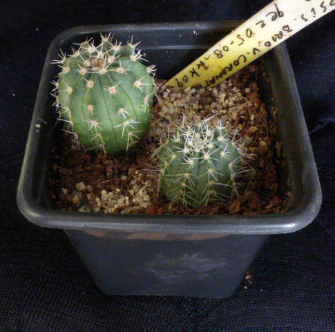 Echinopsis bridgissi var  coronata KK0935 007a cactus