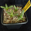 pleiospilos nobile 002a - cactus