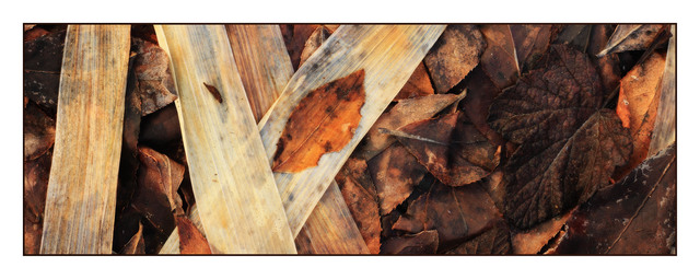 DeadLeaves Pano Panorama Images