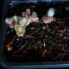 Kalanchoe tomentosa 3 a012 - cactus