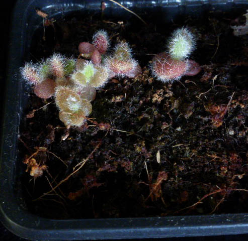 Kalanchoe tomentosa 3 a012 cactus