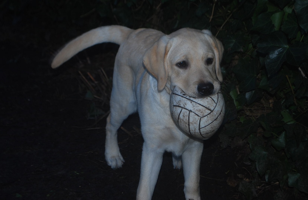 Youp in de tuin 004 - 