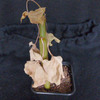 Jatropha natalensis 010a - cactus