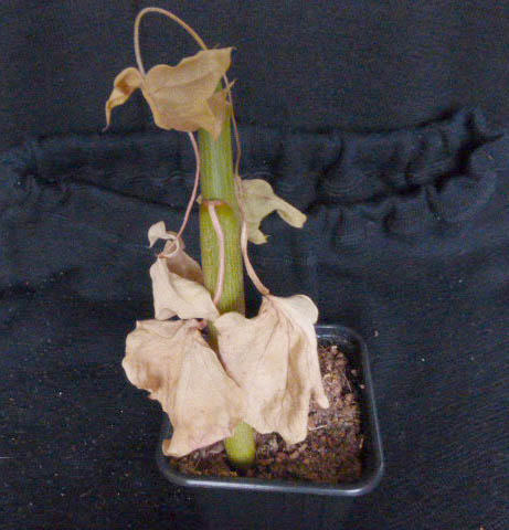 Jatropha natalensis 010a cactus