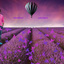 purple-flower-field-air-bal... - prabhas 