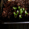 Epiphylum zaailingen 012a - cactus