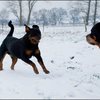 4 - honden sneeuw 24 jan