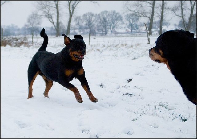 4 honden sneeuw 24 jan