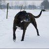 11 - honden sneeuw 24 jan