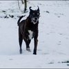 12 - honden sneeuw 24 jan