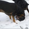 31 - honden sneeuw 24 jan