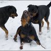 33 - honden sneeuw 24 jan