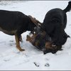 35 - honden sneeuw 24 jan