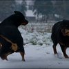 59 - honden sneeuw 24 jan