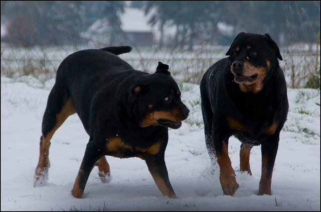 60 honden sneeuw 24 jan