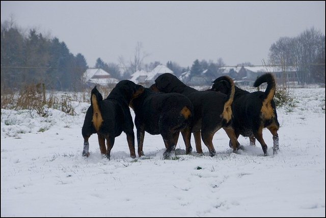 62 honden sneeuw 24 jan