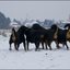 62 - honden sneeuw 24 jan