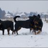64 - honden sneeuw 24 jan