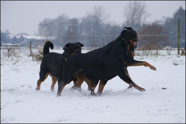 65 honden sneeuw 24 jan