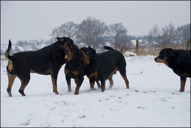 72 honden sneeuw 24 jan