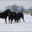 72 - honden sneeuw 24 jan