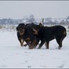 73 - honden sneeuw 24 jan