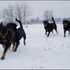 76 - honden sneeuw 24 jan
