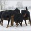 80 - honden sneeuw 24 jan