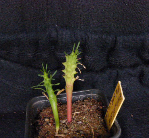 Euphorbia tuberculata 001a cactus