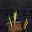 Euphorbia tuberculata 001a - cactus