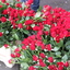 R.Th.B.Vriezen 2014 02 08 9733 - PvdA Arnhem Canvassen Het Arnhems Broek zaterdag 8 februari 2014