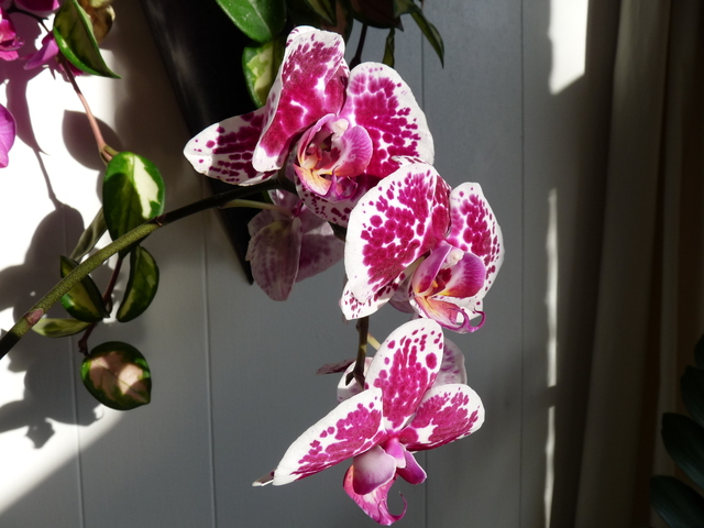 P1040278 orchideëen