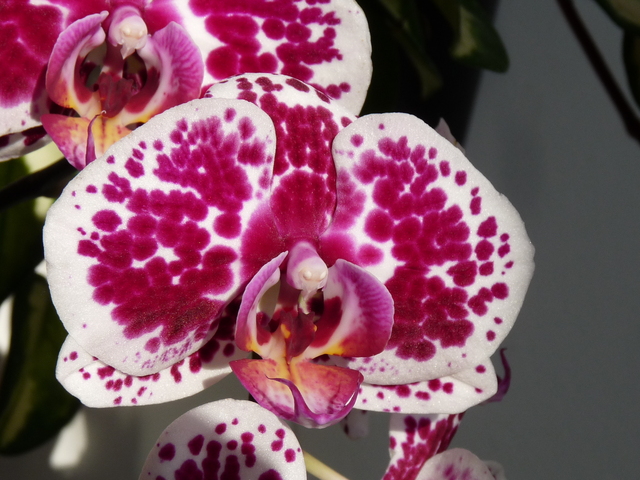P1040280 orchideëen