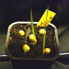 boophone disticha 021a - cactus