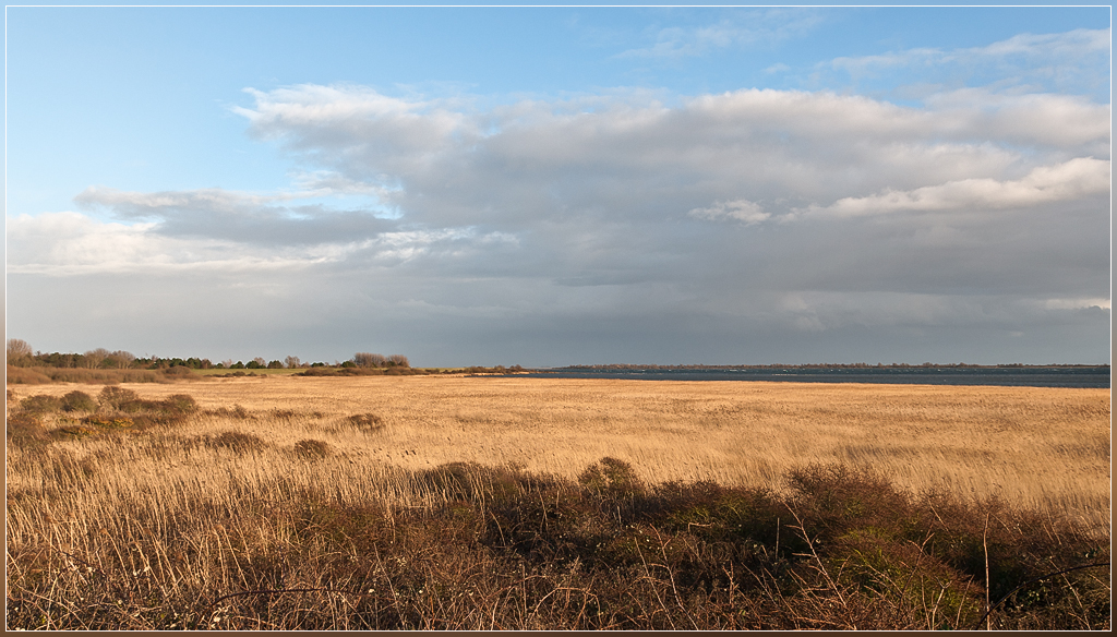 DSC 7053 Kop van Flakkee - 