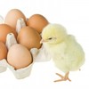 layer-hatching-eggs - Picture Box