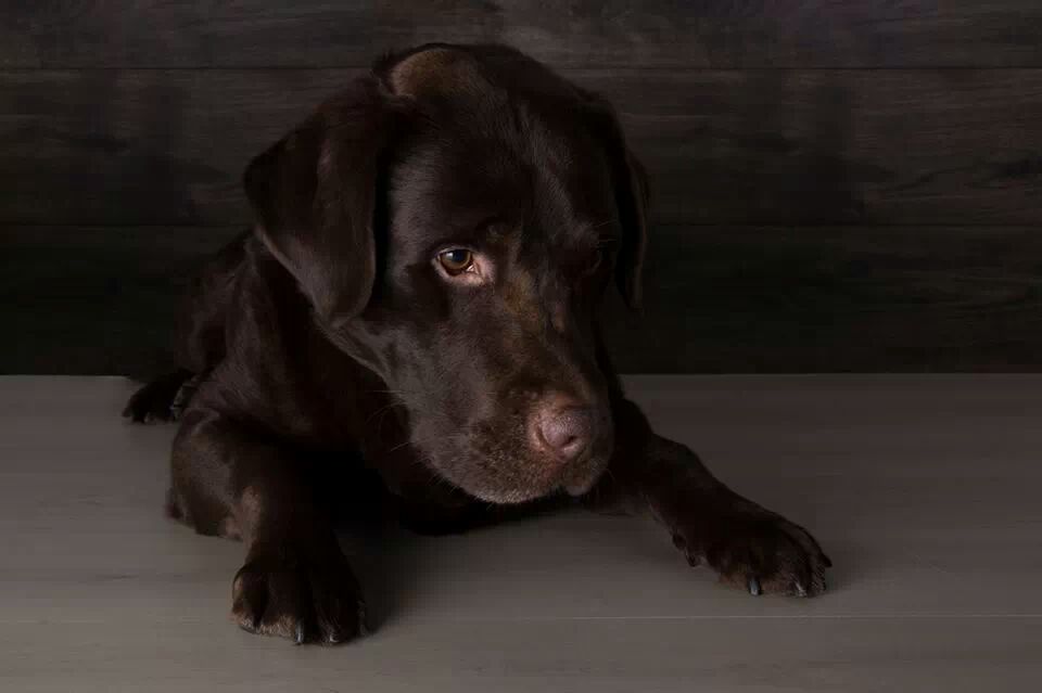 IMG 451626237816343 - foofer