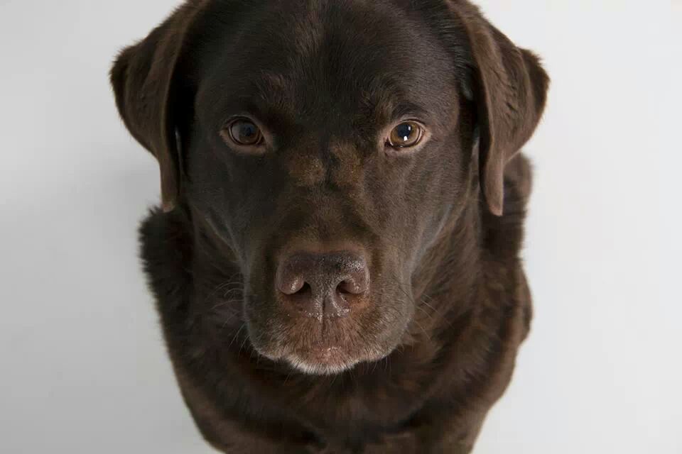 IMG 451630220451840 - foofer